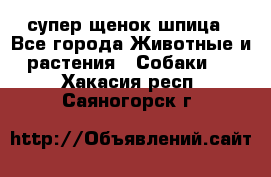 супер щенок шпица - Все города Животные и растения » Собаки   . Хакасия респ.,Саяногорск г.